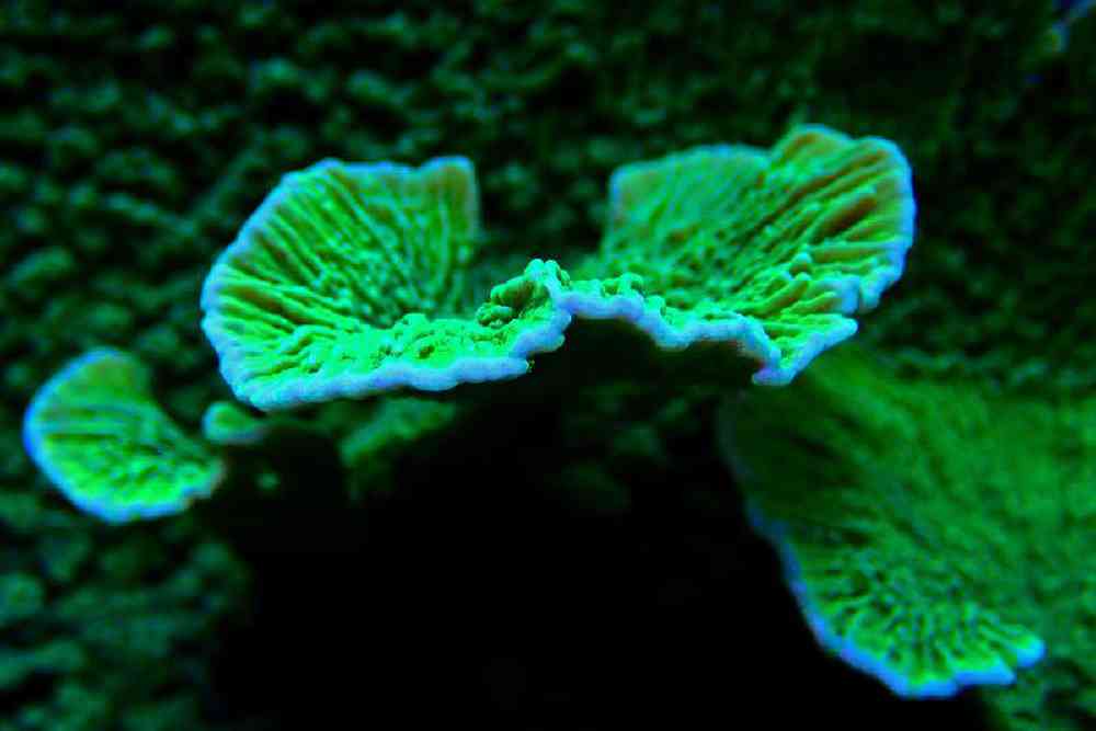 Unknown Montipora GlowGreen Coral for sale
