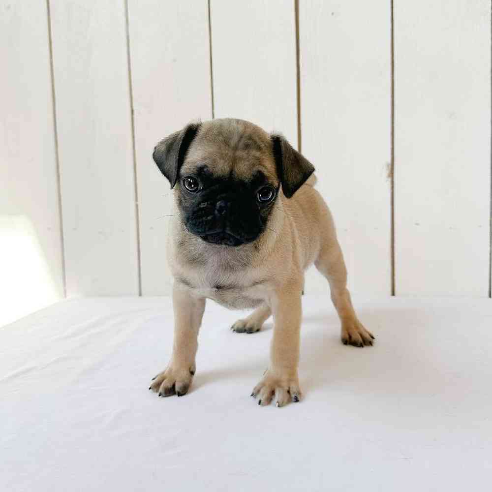 Male Pug Puppy for Sale in Las Vegas, NV