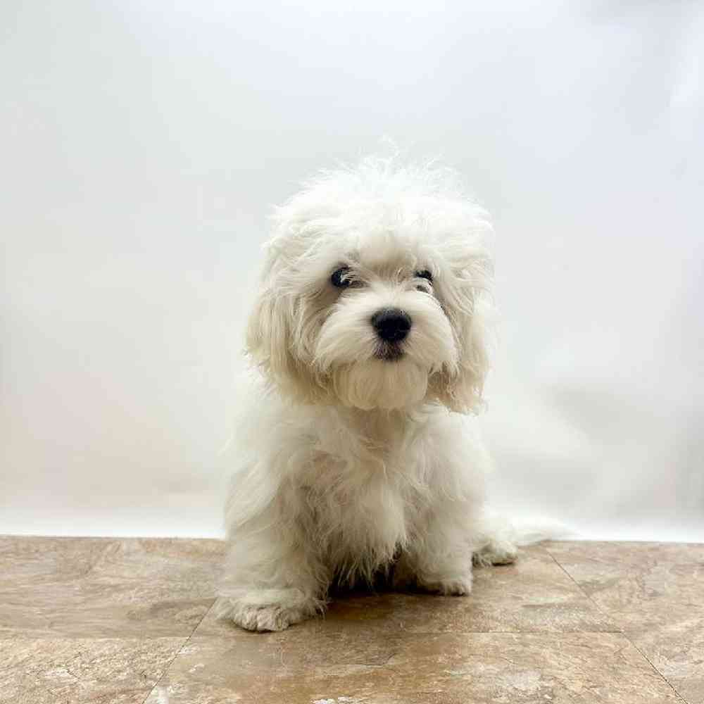 Male TeddiPoo Puppy for Sale in St. George, UT