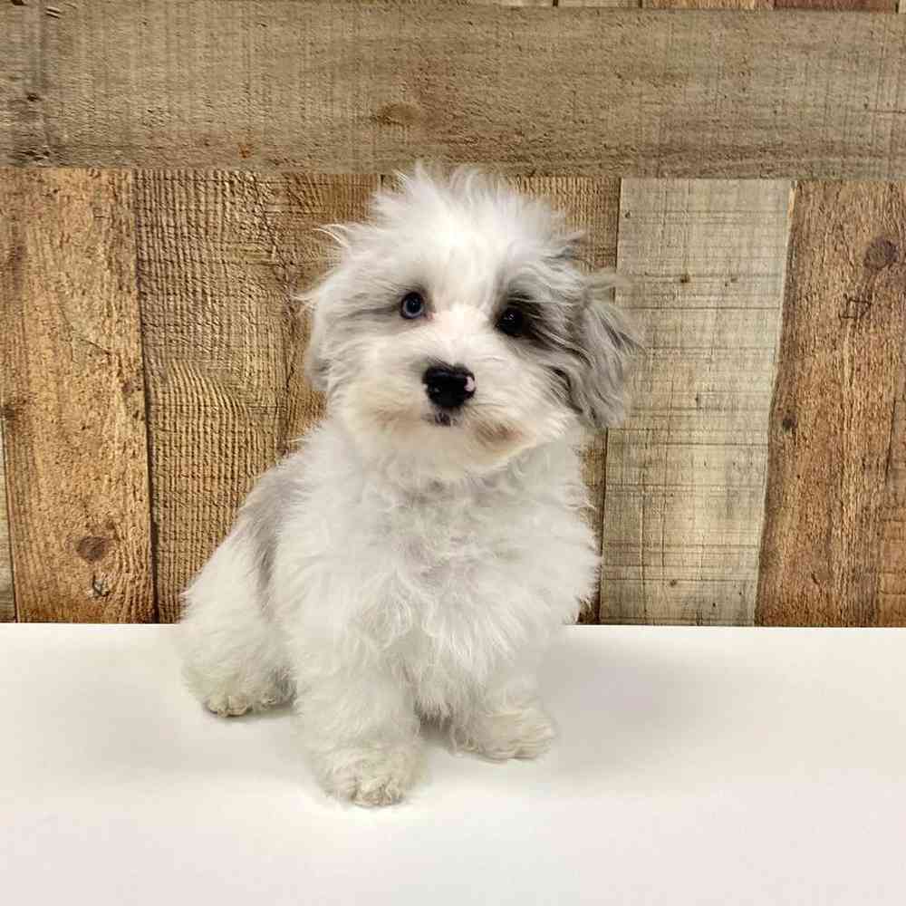 Male Havapoo Puppy for Sale in Las Vegas, NV