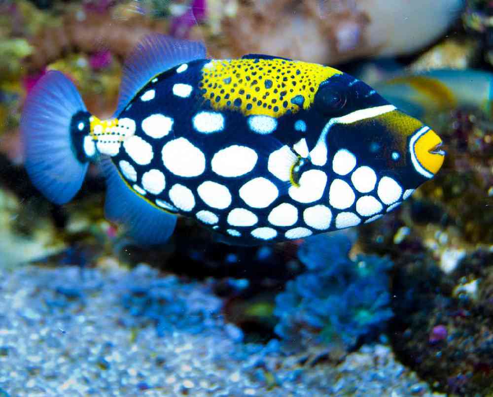 Unknown Triggers Clown Saltwater Fish for sale