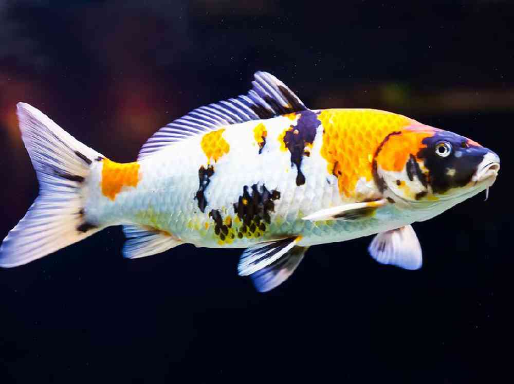 Unknown Koi Fish Freshwater Fish for sale