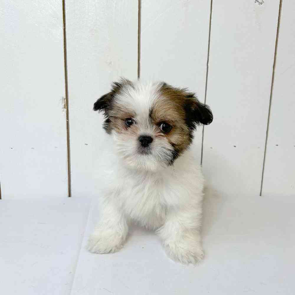 Male Shih Tzu Puppy for Sale in Las Vegas, NV