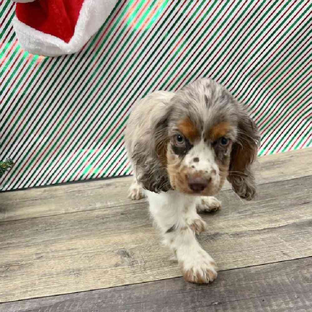 Male Cocker Spaniel Puppy for Sale in Vineyard, UT