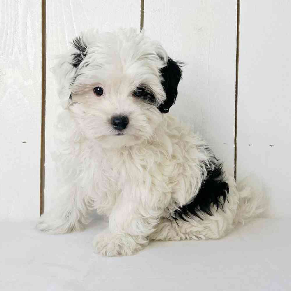 Male Shipoo Puppy for Sale in Las Vegas, NV