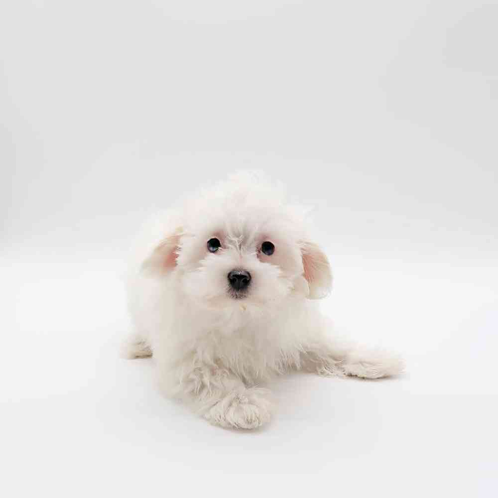 Female Maltipoo Puppy for Sale in Henderson, NV