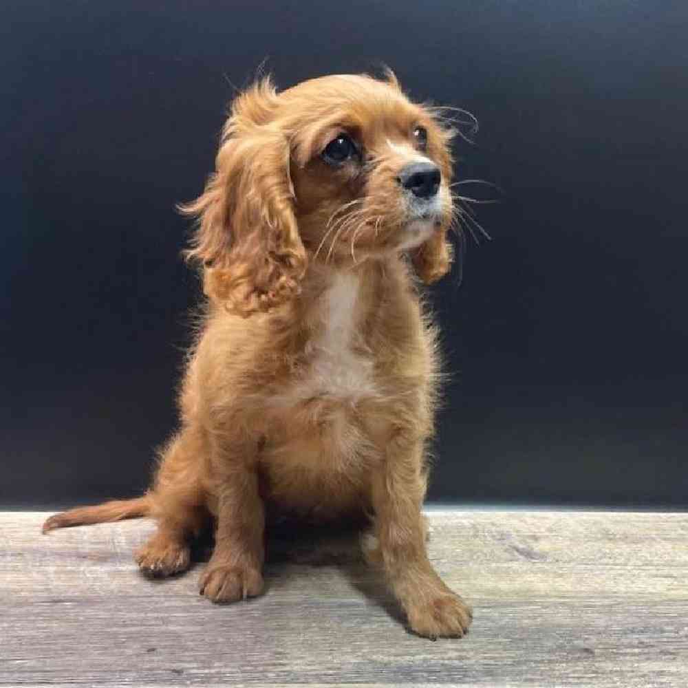 Female Cavalier King Charles Spaniel Puppy for Sale in Vineyard, UT
