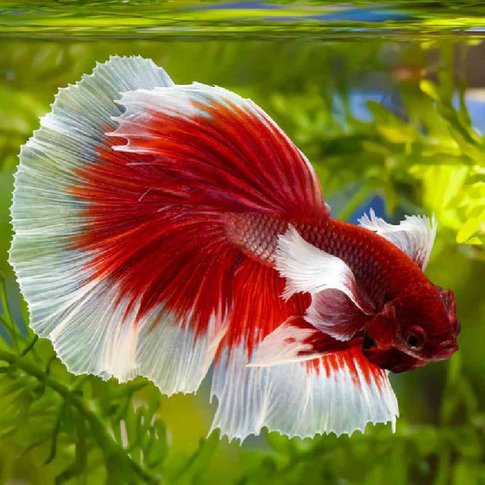 Unknown Betta Freshwater Fish for sale