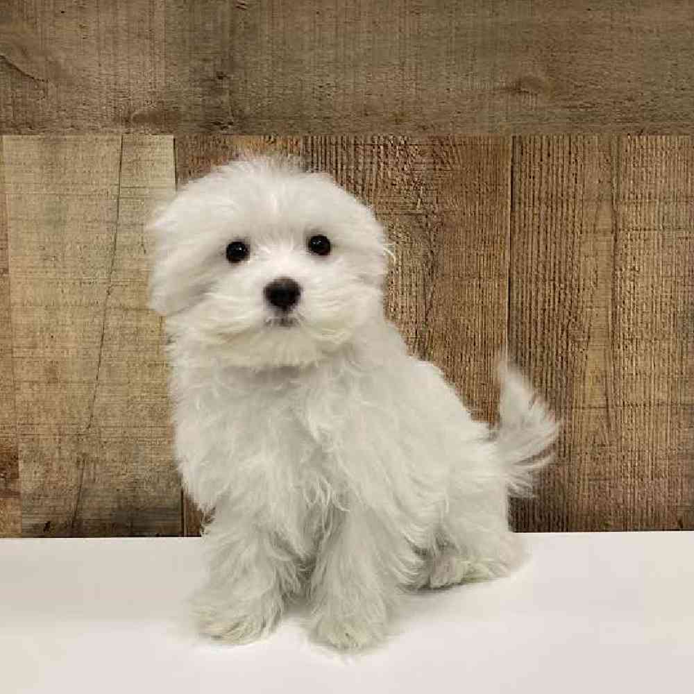 Male Maltese Puppy for Sale in Las Vegas, NV