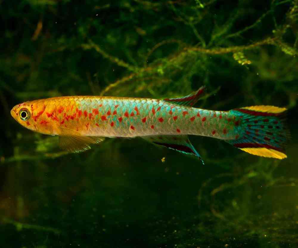 Unknown Kilifish Freshwater Fish for sale