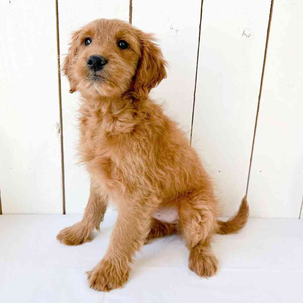 Male Mini Goldendoodle Puppy for Sale in Las Vegas, NV