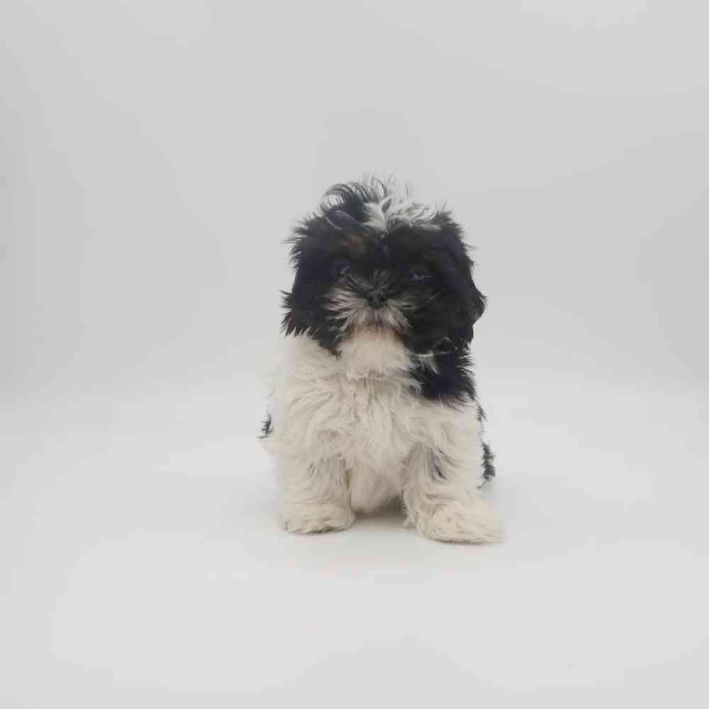 Female Shih Tzu Puppy for Sale in Henderson, NV