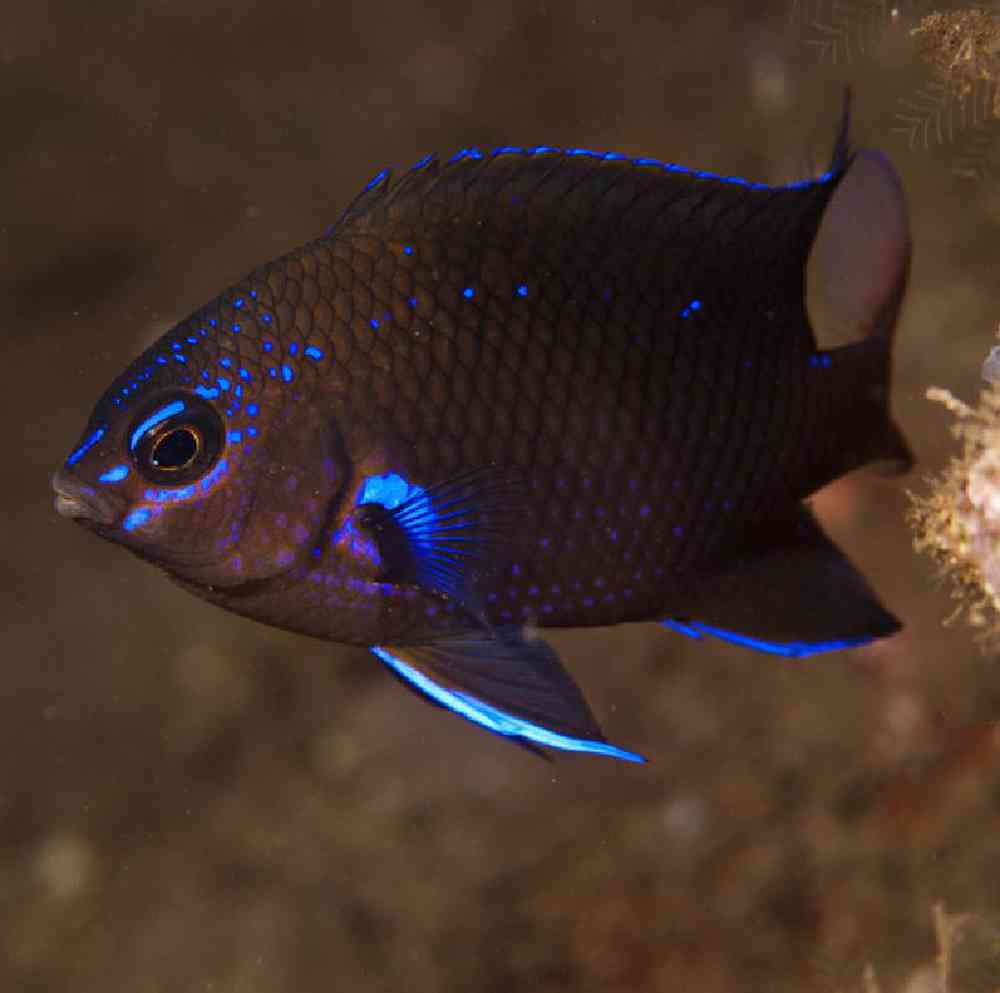 Unknown Damsel Blue Star Saltwater Fish for sale