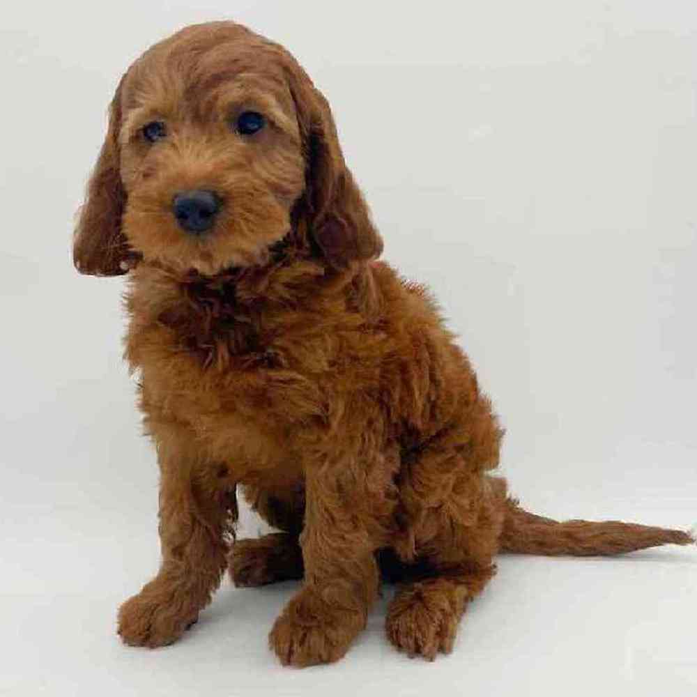 Male Mini Poodle-Irish Setter Puppy for Sale in Las Vegas, NV