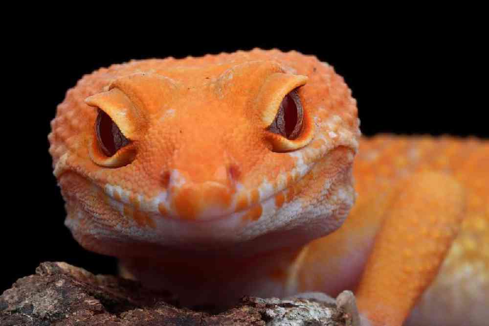 Unknown Gecko Sunglow Leopard Reptile for sale