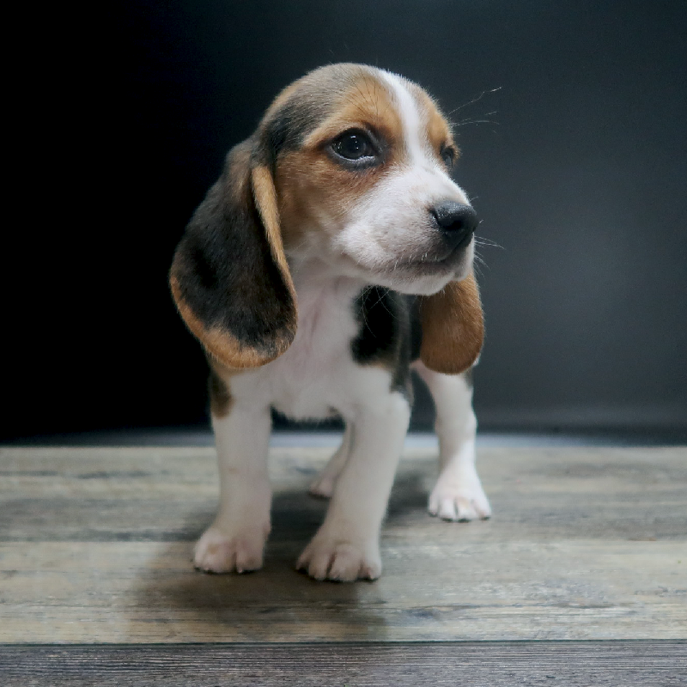 Male Beagle Puppy for Sale in Vineyard, UT