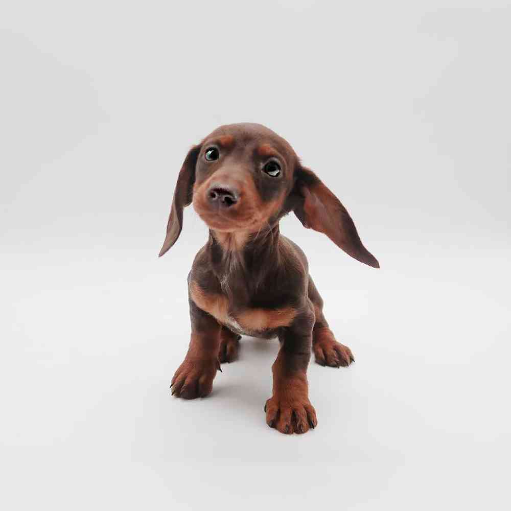 Female Dachshund Puppy for Sale in Henderson, NV