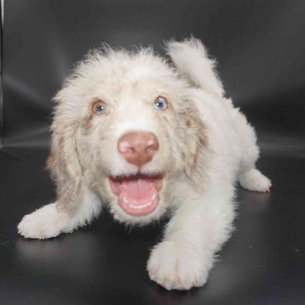 Male Labradoodle Puppy for Sale in Vineyard, UT