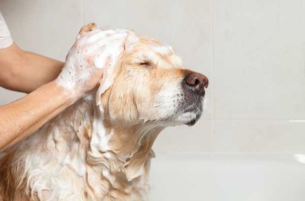 A cream colored dog getting bathed.