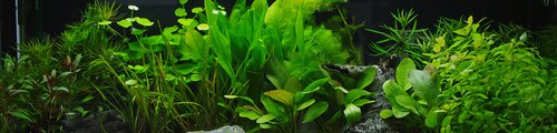 A freshwater aquarium filled with different types of plants.