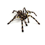 Cedar Pet Supply has the right Arachnid for you!