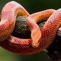 A corn snake perched on a branch.