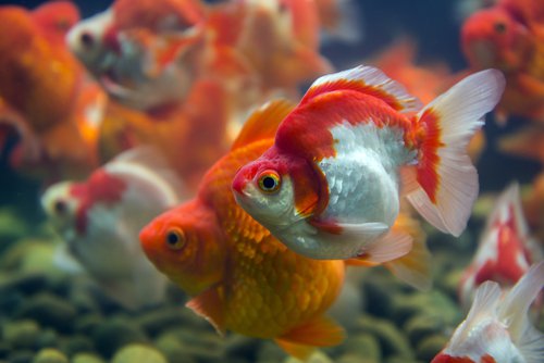 A school of Ryukin Goldfish of various colors and patterns.