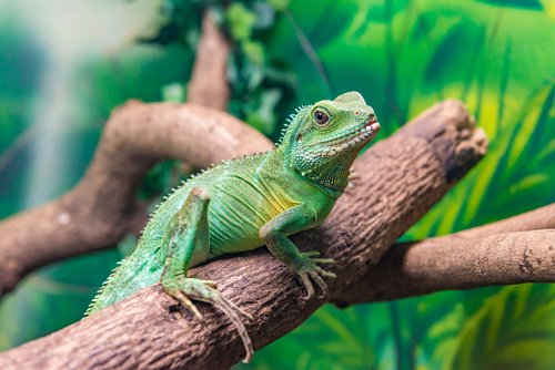 A Chinese Water Dragon perched on a branch.