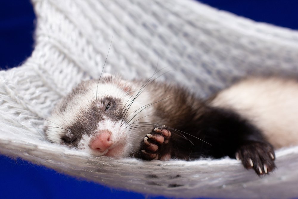 A ferret sleeping.