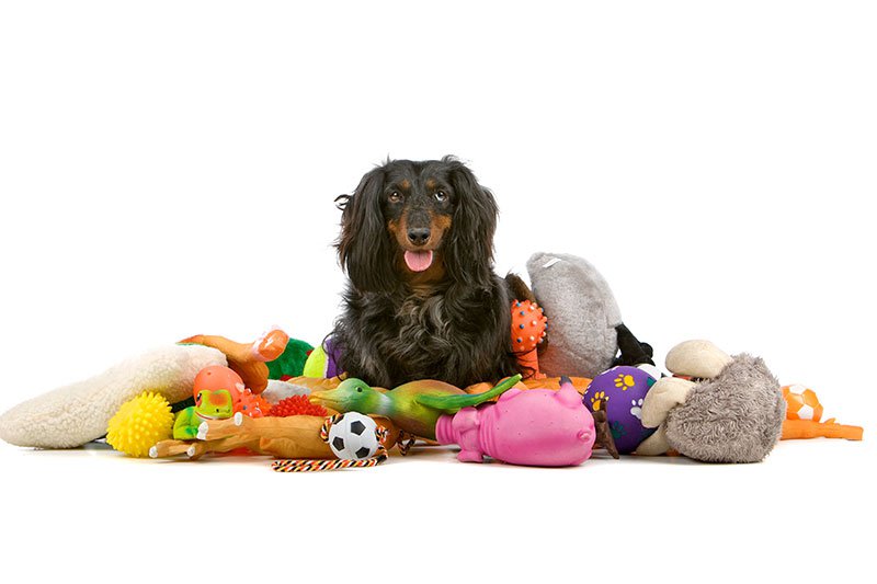 An isolated long-haired dachshund surrounded by dog toys.