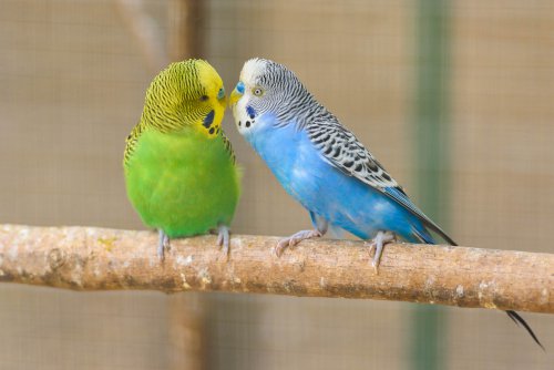 A green and yellow and a blue and white parakeet sitting side by side on a branch.
