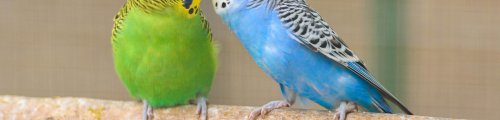 A green and yellow and a blue and white parakeet sitting side by side on a branch.