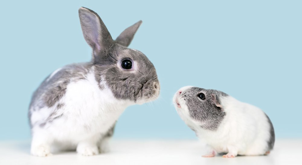 A white and gray rabbit and hamster.