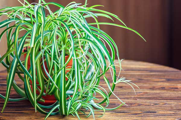 A potted spider plant on a table.