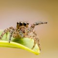 A jumping spider.
