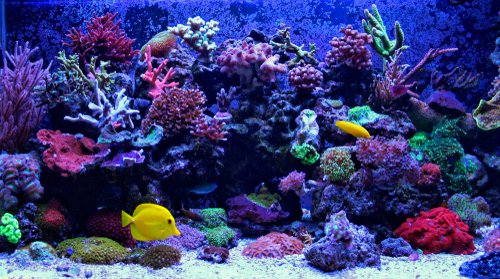 A variety of brightly colored coral in an aquarium.