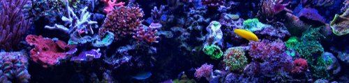 A variety of brightly colored coral in an aquarium.