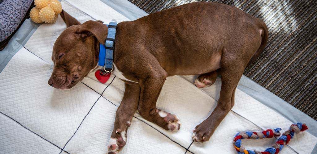 A brown puppy resting on a puppy training pad.
