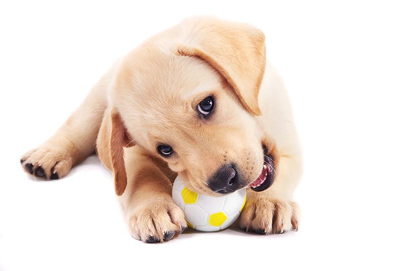 An isolated cream-colored labrador retriever puppy chewing on a ball.
