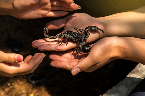 Close-up of someone holding a scorpion in their hands.