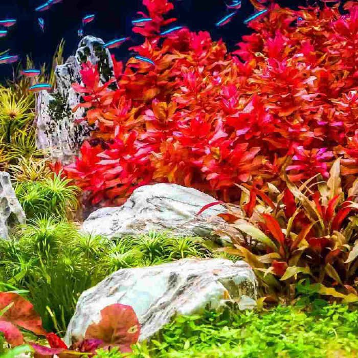 Freshwater plants for sale at Cedar Pet Supply.
