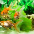 Three orange goldfish swimming in a tank.