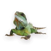 We are one of Utah's largest providers of amazing reptiles!