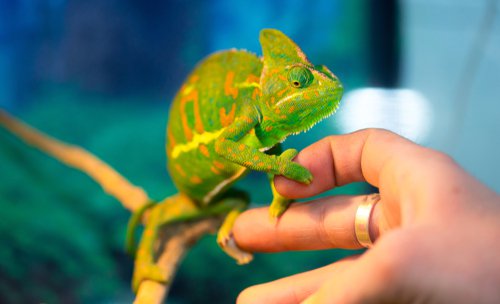 A colorful chameleon perched on a person's hand.