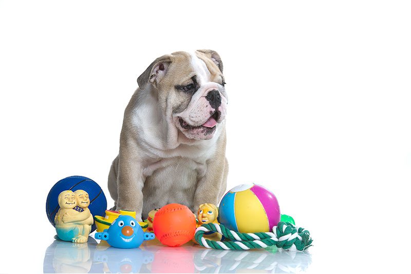 An isolated american bulldog surrounded by dog toys.
