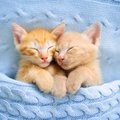 Two orange kittens sleeping under a knitted light blue blanket.
