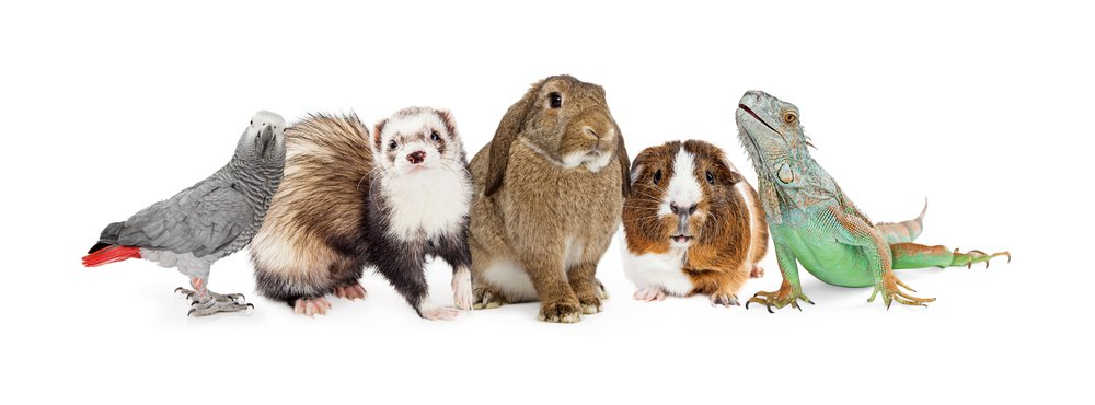 Various small animal type pets.