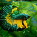A green and yellow Betta Fish.