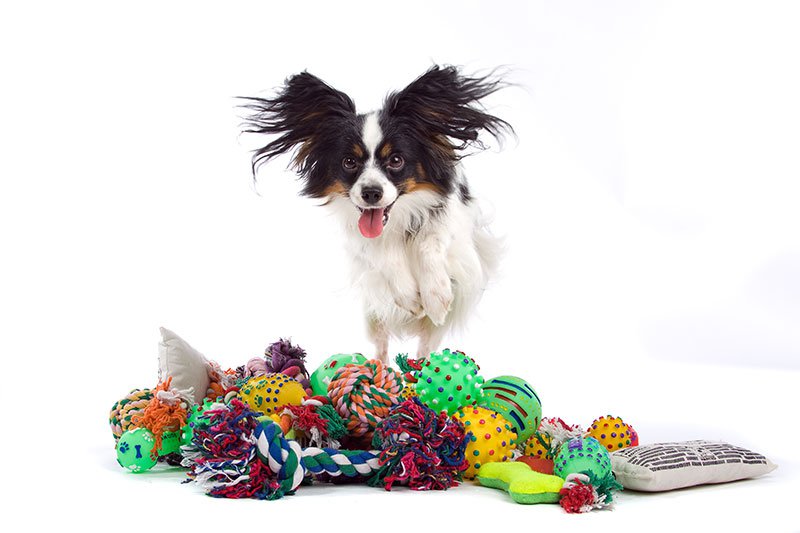 An isolated papillon surrounded by dog toys.