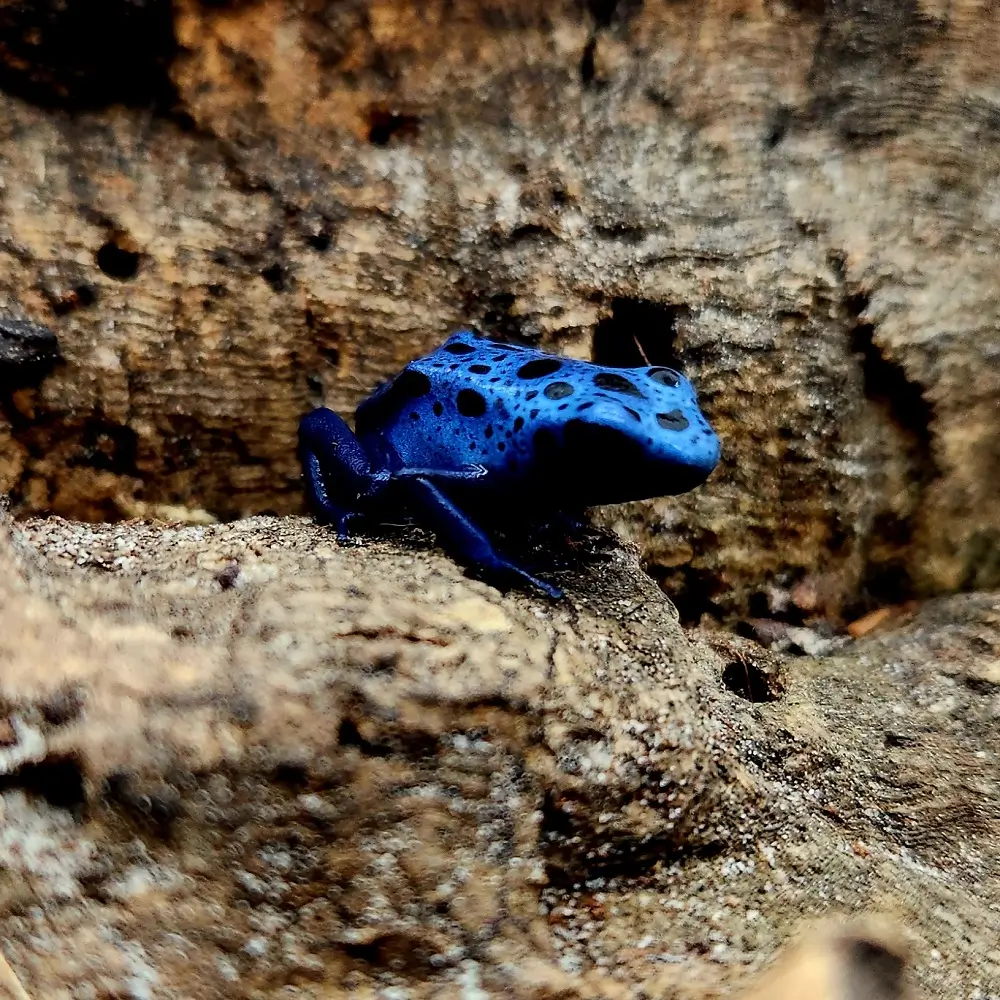 Azureus Dyeing Poison Dart Frog